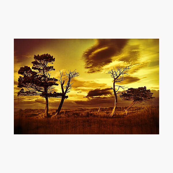 A Summer View Photographic Print