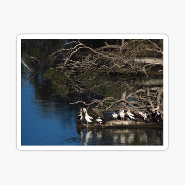 Pelicans at Big Bend Murray River Sticker