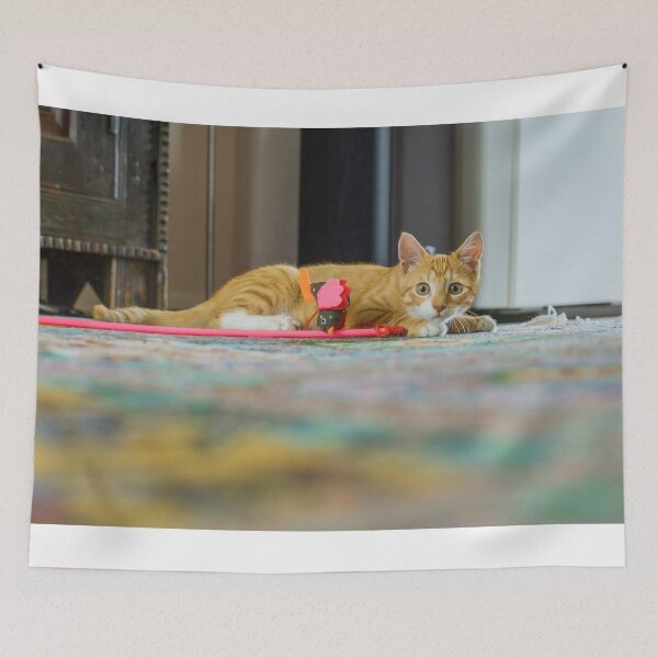 Item preview, Young red cat looking at camera designed and sold by Photopat.