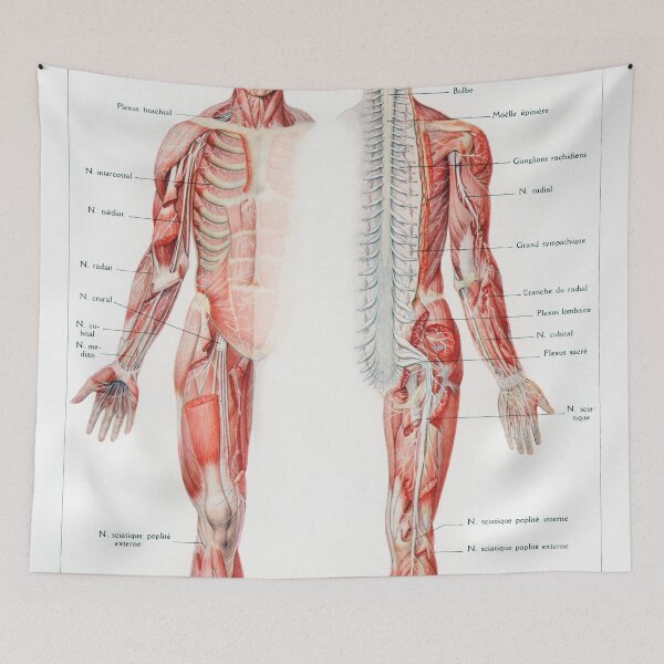 Item preview, Vintage Nerve Anatomy Poster designed and sold by redoARTstore.