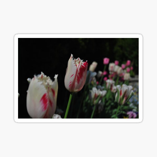 Tulip Flowers Sticker