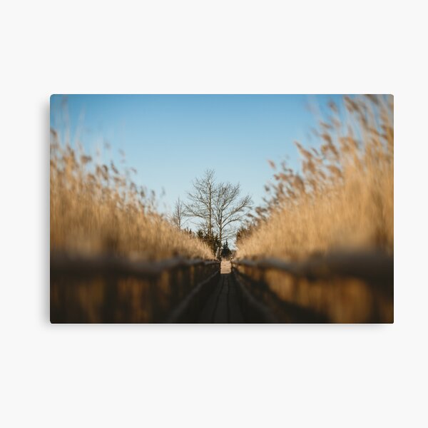 Early Morning in Swamp, Europe Travel Canvas Print