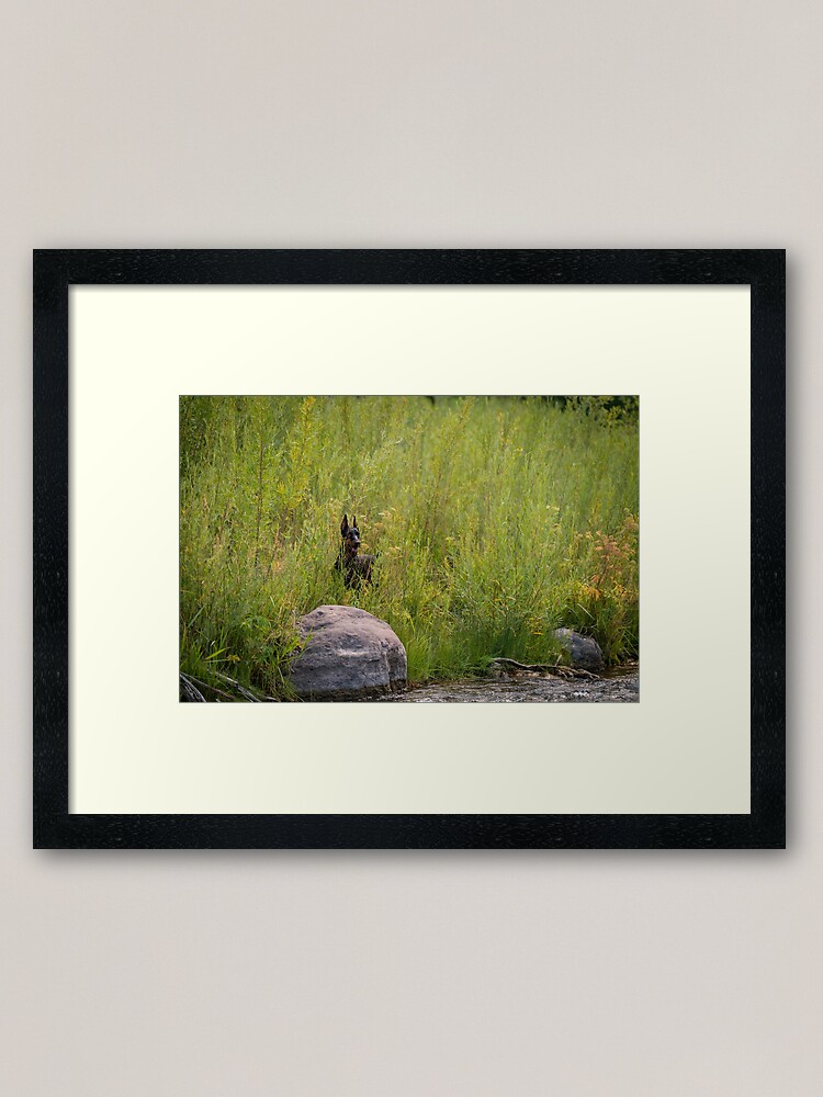 Thumbnail 1 of 7, Framed Art Print, Doberman by the River Bank designed and sold by HohenhallaDobes.