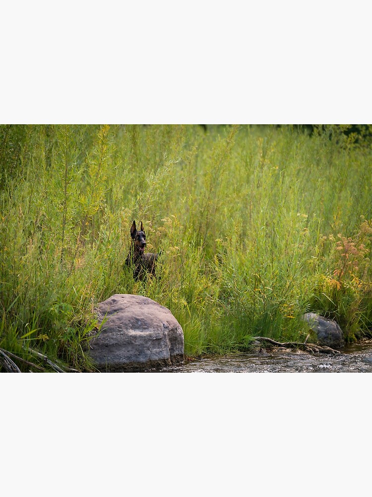 Thumbnail 7 of 7, Framed Art Print, Doberman by the River Bank designed and sold by HohenhallaDobes.
