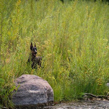 Artwork thumbnail, Doberman by the River Bank by HohenhallaDobes