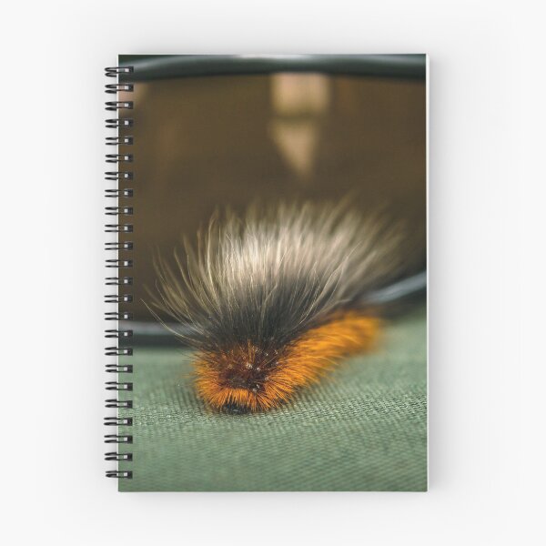 Item preview, Garden Tiger Moth caterpillar or Woolly Bear caterpillar because of its long hairs designed and sold by AlbertMi.
