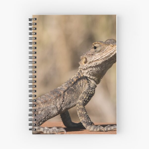 Item preview, Agama Lizard designed and sold by Neil Bygrave (NATURELENS).