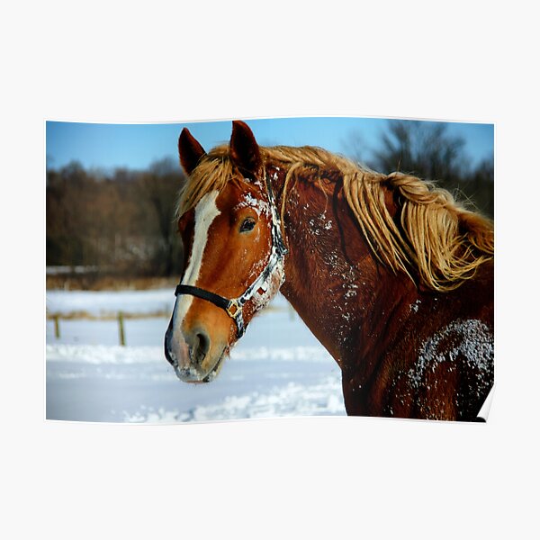 Stunning Poster Print A4 Horses in the Snow  A3