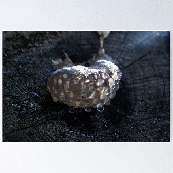 Item preview, Weird Mushroom designed and sold by RavenneArt.