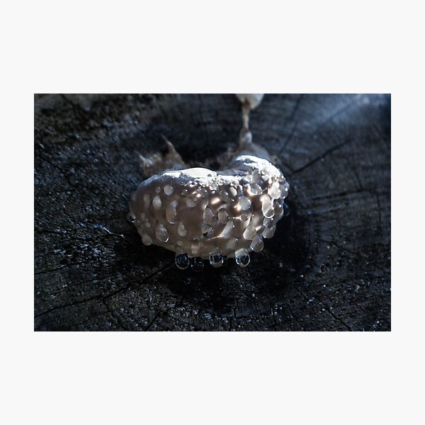 Item preview, Weird Mushroom designed and sold by RavenneArt.