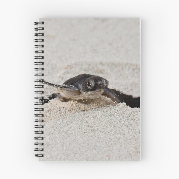 Item preview, Green Sea Turtle Hatchling designed and sold by lhowden.