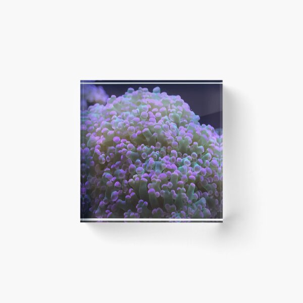 Item preview, A beautiful algae on a coral reef designed and sold by ILIA ILO.