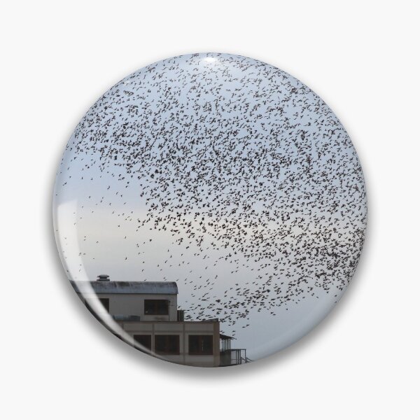 Item preview, Royal pier murmurations  designed and sold by GreyFeatherPhot.