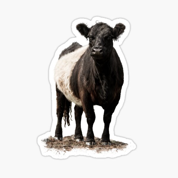 Item preview, Belted Galloway Cow designed and sold by Jane Stanley.
