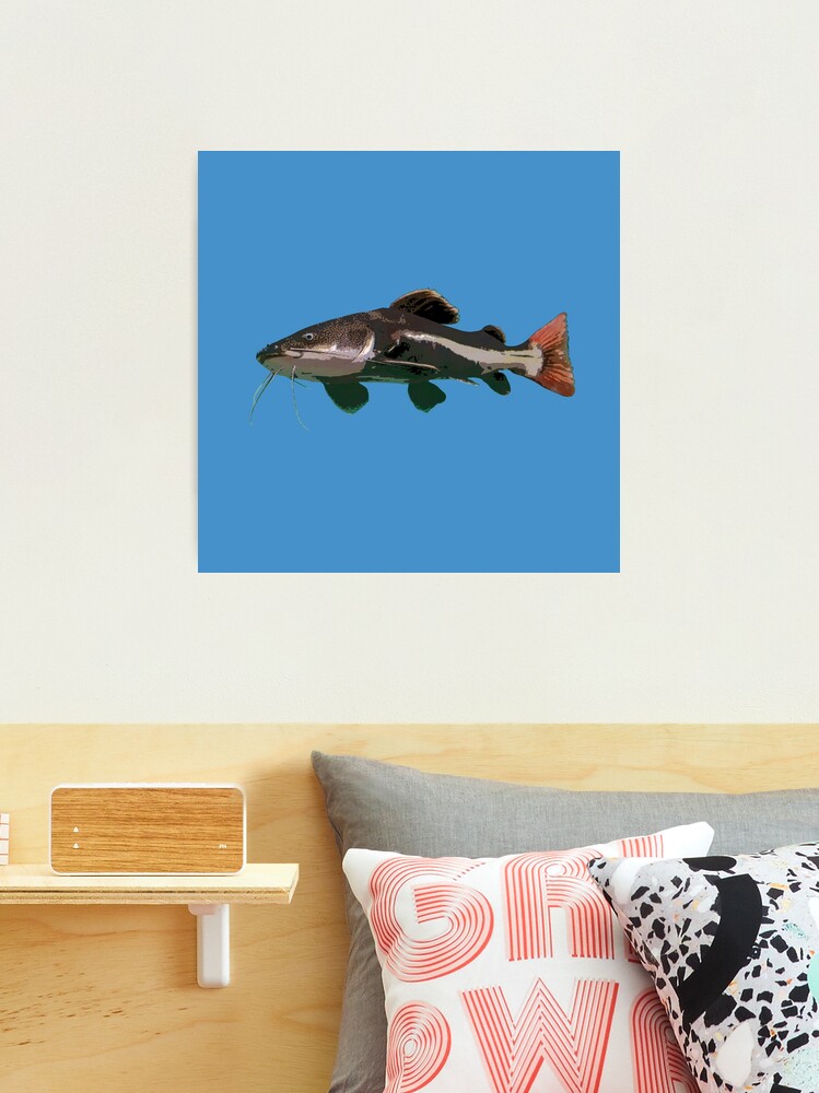 Redtail Catfish Color Print  Photographic Print for Sale by