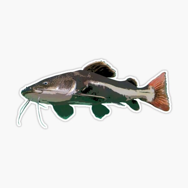 Redtail Catfish Color Print  Sticker for Sale by designsasstultd