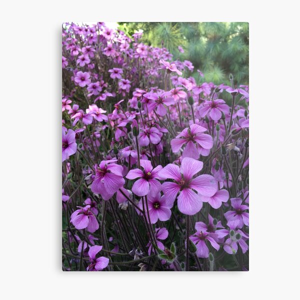 Purple Rain Metal Print