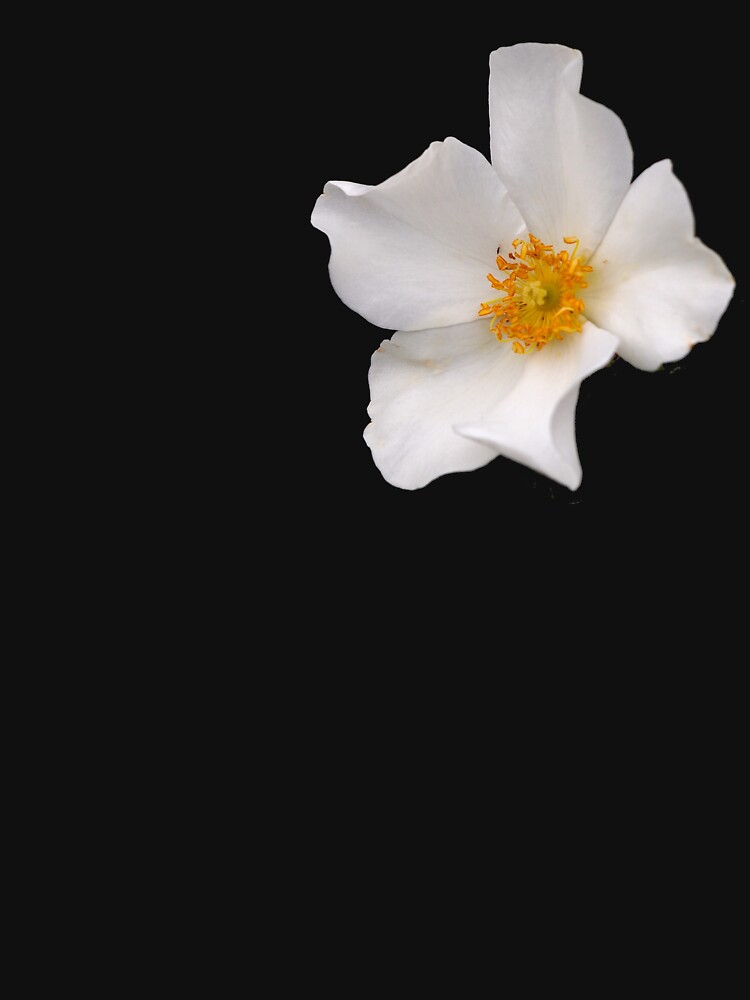 California Winter Rose by douglasewelch