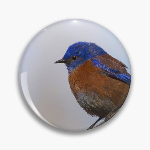Artikelvorschau, Western Bluebird entworfen und verkauft von Jaime Miller.
