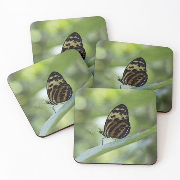 Item preview, Longwing butterfly designed and sold by pietrofoto.