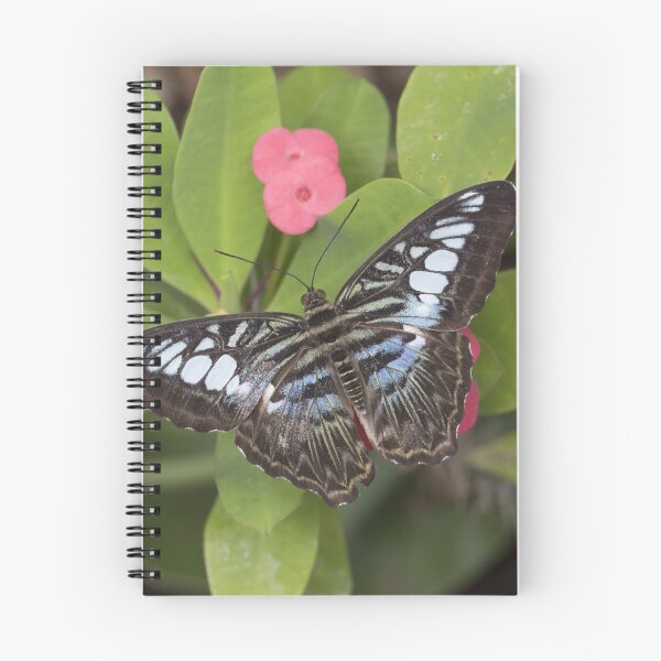 Item preview, Clipper butterfly designed and sold by pietrofoto.