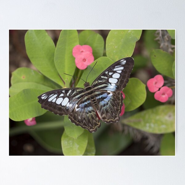 Item preview, Clipper butterfly designed and sold by pietrofoto.