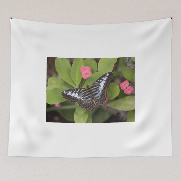 Item preview, Clipper butterfly designed and sold by pietrofoto.