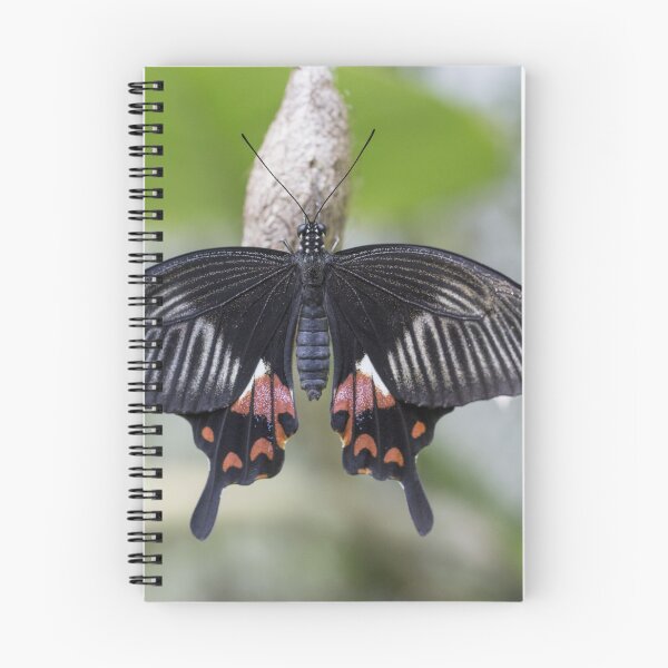 Artikelvorschau, Schwarzer Schmetterling entworfen und verkauft von pietrofoto.