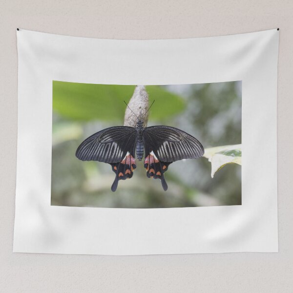 Item preview, Black butterfly designed and sold by pietrofoto.