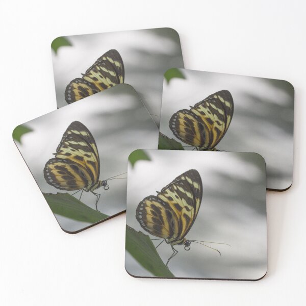 Item preview, Longwing butterfly designed and sold by pietrofoto.