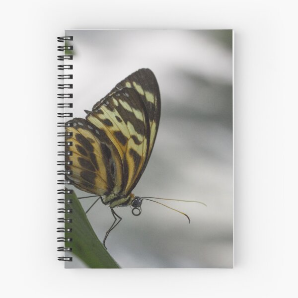 Item preview, Longwing butterfly designed and sold by pietrofoto.