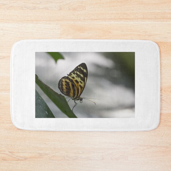 Item preview, Longwing butterfly designed and sold by pietrofoto.