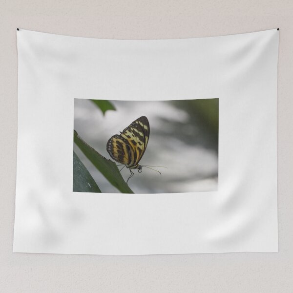 Item preview, Longwing butterfly designed and sold by pietrofoto.