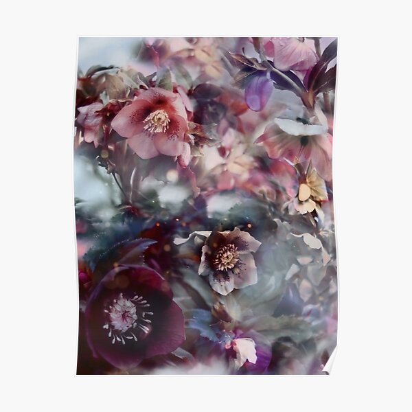 christmas roses Poster