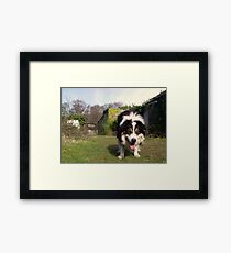 Lowdown with Laddie Framed Print