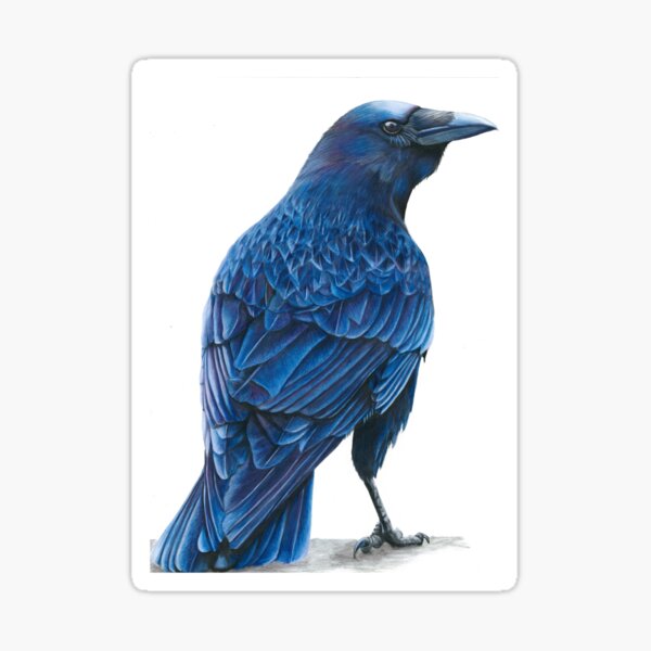 midnight crow Sticker