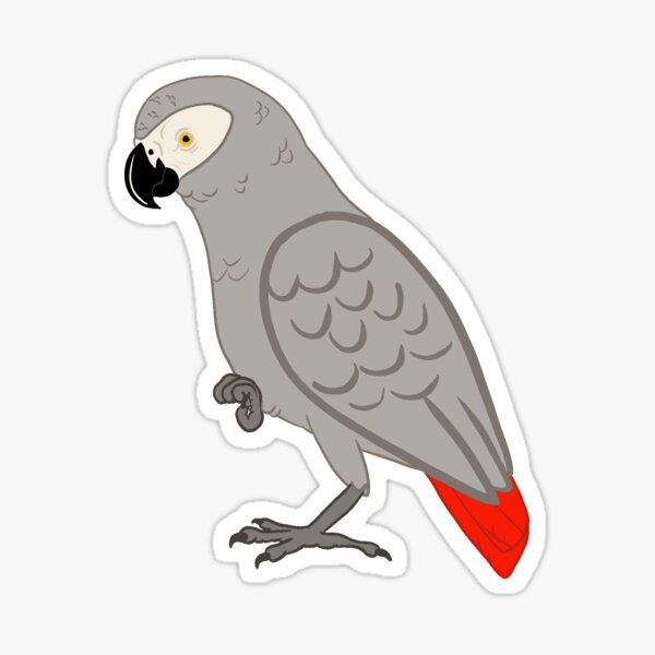 African Grey Parrot Sticker