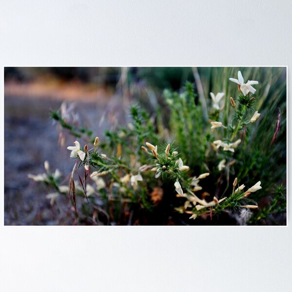Item preview, Wild phlox designed and sold by Steven Sullivan.