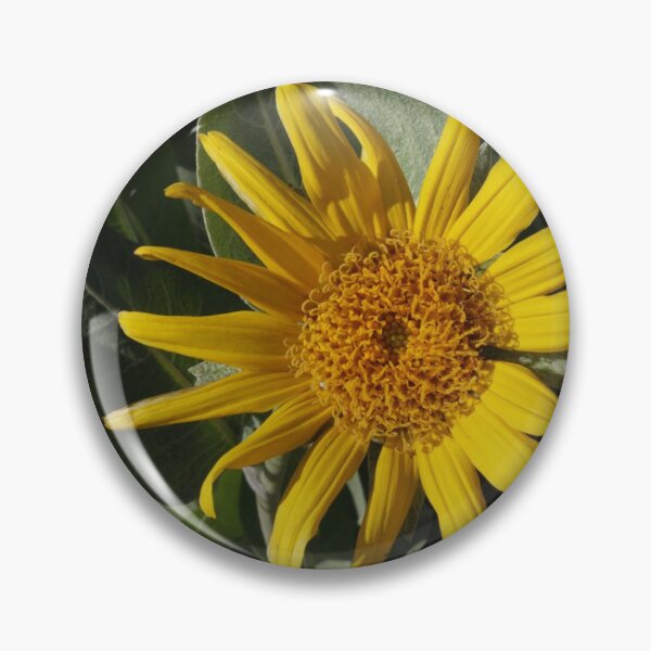 Item preview, Arrowleaf Balsamroot 3 designed and sold by Steven Sullivan.