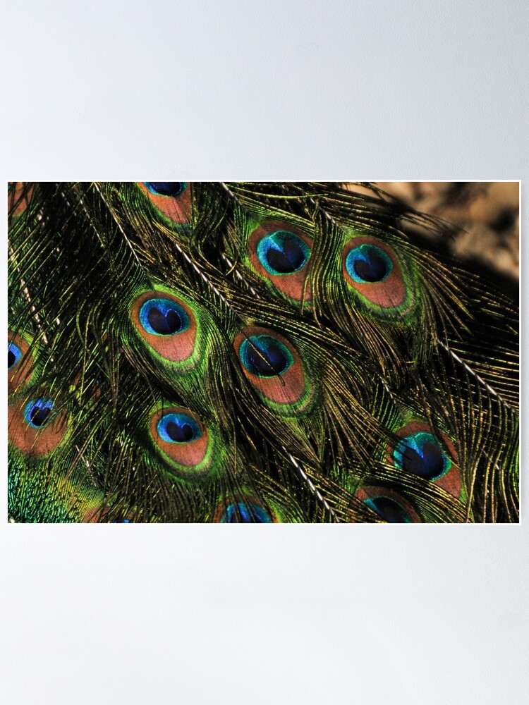 Poster peacock feathers 
