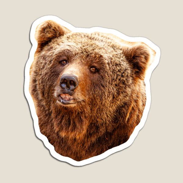 Menacing Grizzly Magnet for Sale by Sisbam