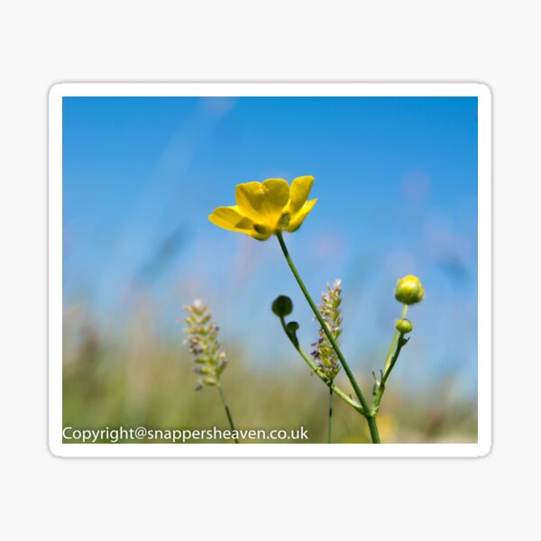 Buttercup from Meadow flower collection Sticker