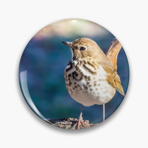 Item preview, Hermit Thrush In Winter designed and sold by ElizabethiB.