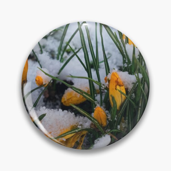 Item preview, Yellow crocuses covered in snow. designed and sold by Violaman.