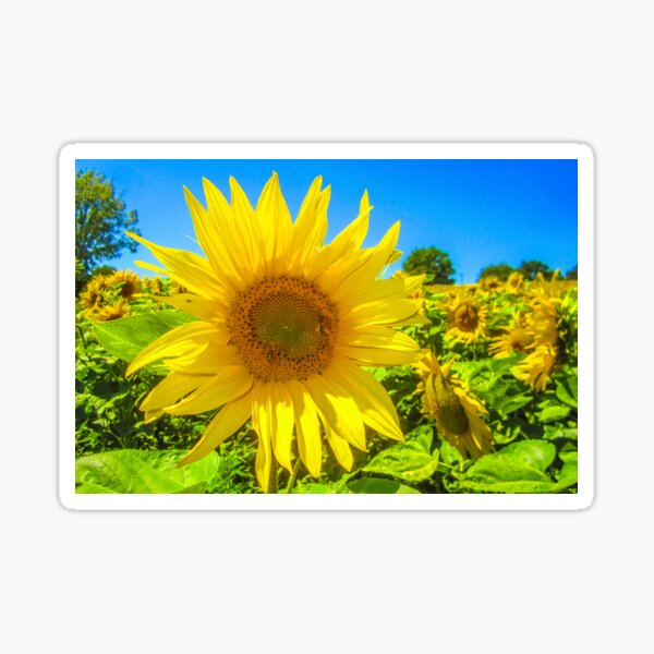 Sunflower, Moulins, France  Sticker