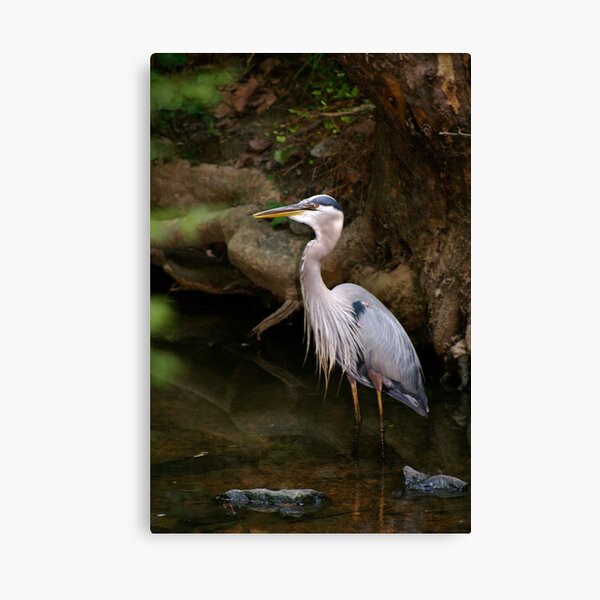 Blue Heron Canvas Print