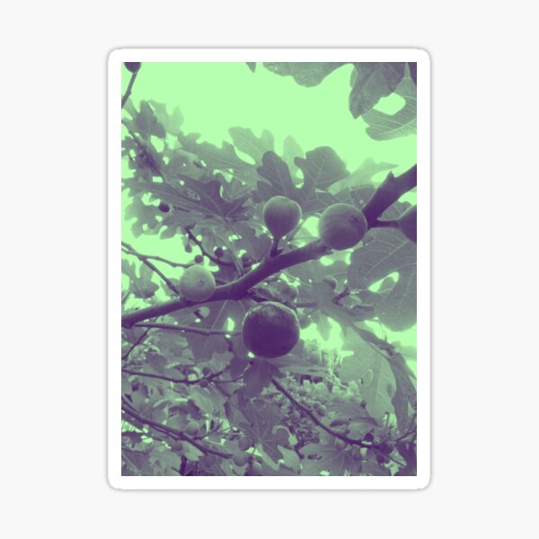 "Figs" Sticker for Sale by abstrarting Redbubble
