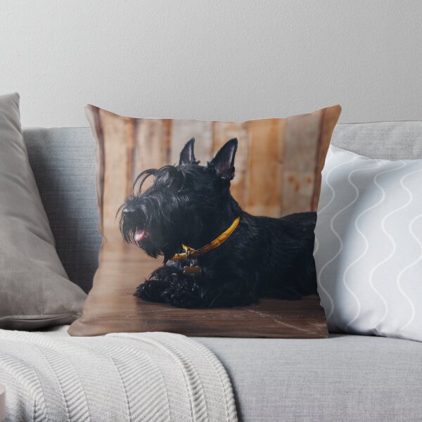 Scottish terrier puppy is posing in studio on wooden background Throw Pillow