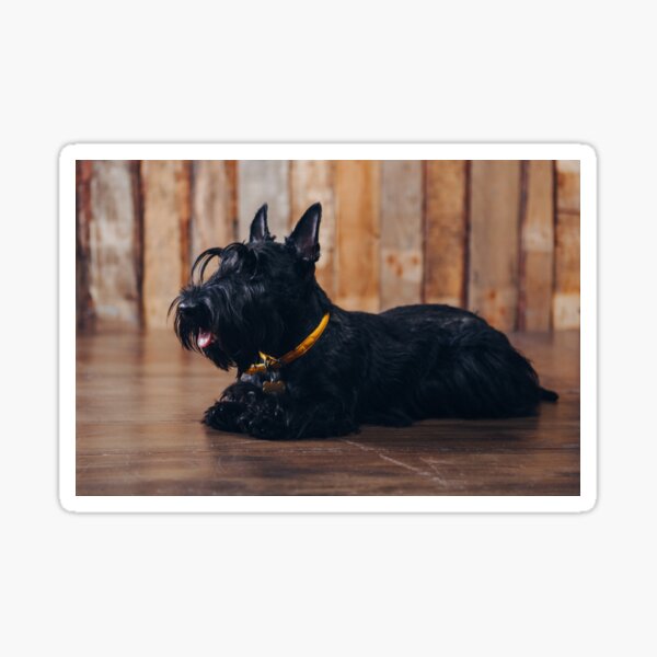 Scottish terrier puppy is posing in studio on wooden background Sticker