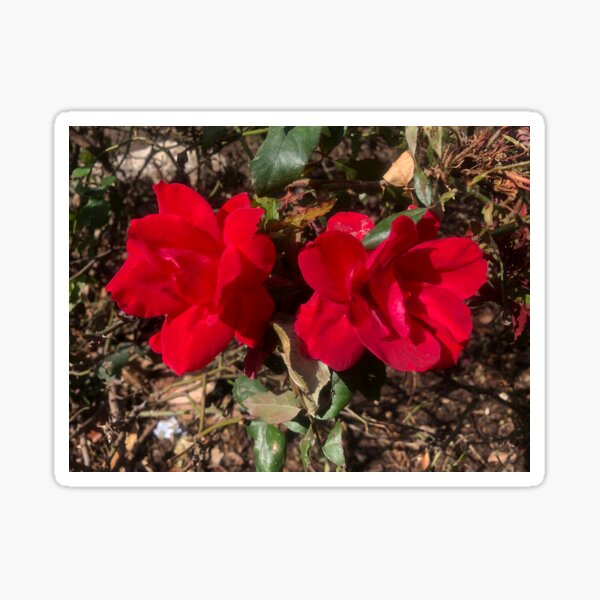 Austin Twin Roses Sticker